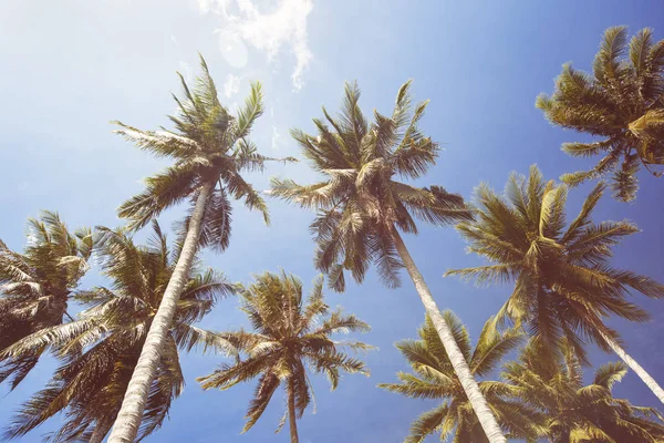 Cocos palmbomen op blauwe hemel — Stockfoto