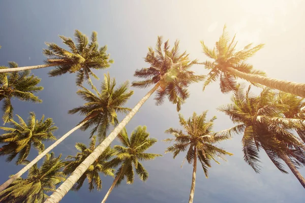 Cocos palmbomen in het tropische paradijs — Stockfoto