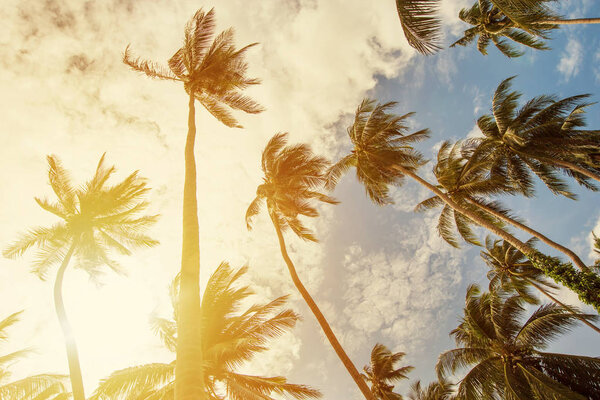 Palm trees at sunset light
