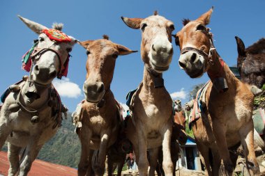 donkeys in Nepal Mountains trekking  clipart