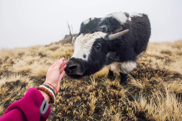 Női Utazó Kéz Megérinti Jakot Ködhegységben Himalája Nepál — Stock Fotó