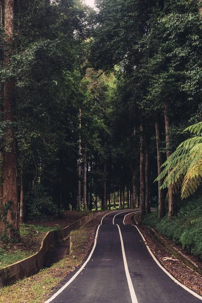 Δρόμος Ασφάλτου Στο Δάσος Της Ζούγκλας — Φωτογραφία Αρχείου