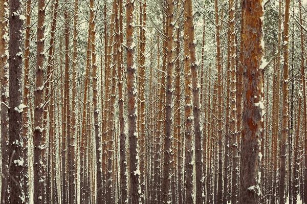 Зимовий Ліс Соснові Дерева Сніговий Пейзажний Фон — стокове фото