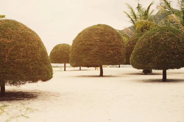 Незвичайні Дерева Пляжі Малібу Као Фанган Таїланд — стокове фото