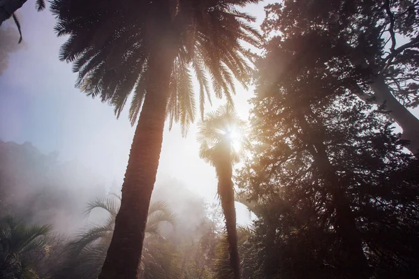 Nebelwald Mit Palmen Und Sonnenlicht — Stockfoto