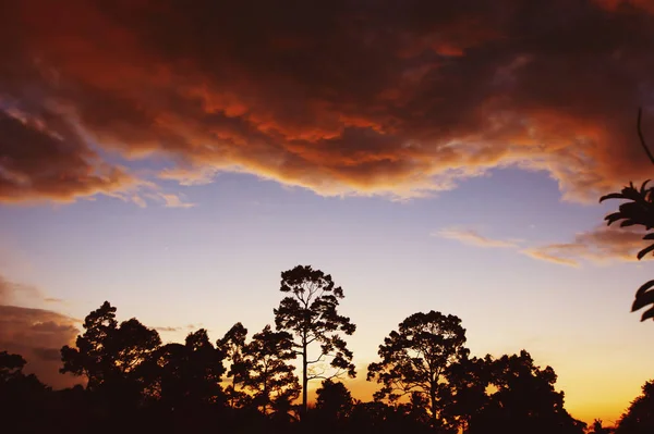 Hermoso Paisaje Atardecer Siluetas Árboles Nubes Iluminadas Por Sol Rosa — Foto de Stock