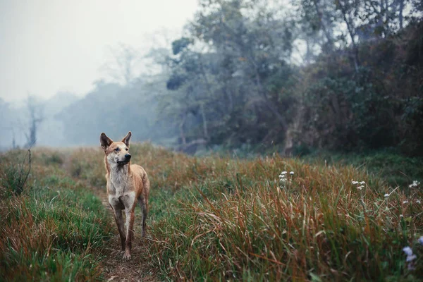 Dog walking alone in fog forest field