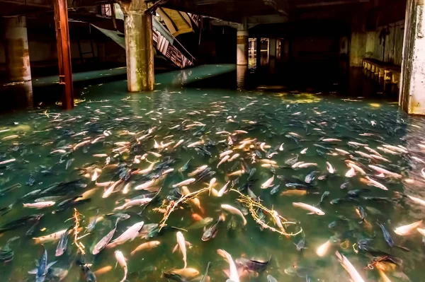 Peixes Primeiro Andar Centro Comercial Abandonado Bangkok — Fotografia de Stock