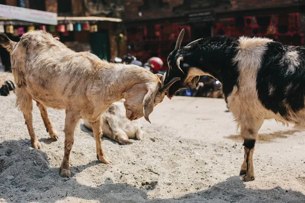 Goats Playing Bhaktaput Ancient City Nepal — ストック写真