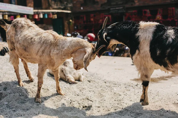 Capre Che Giocano Bhaktaput Antica Città Del Nepal — Foto Stock