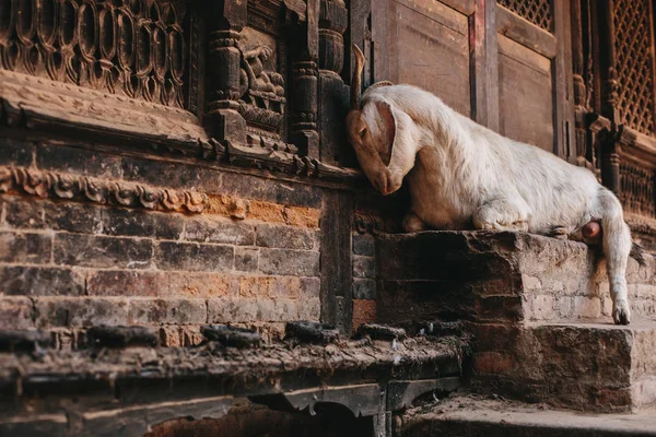 Fehér Kecske Alszik Templom Közelében Ősi Város Bhaktapur Nepál — Stock Fotó