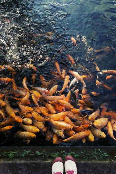 Peixe Bonito Com Fome Lagoa — Fotografia de Stock