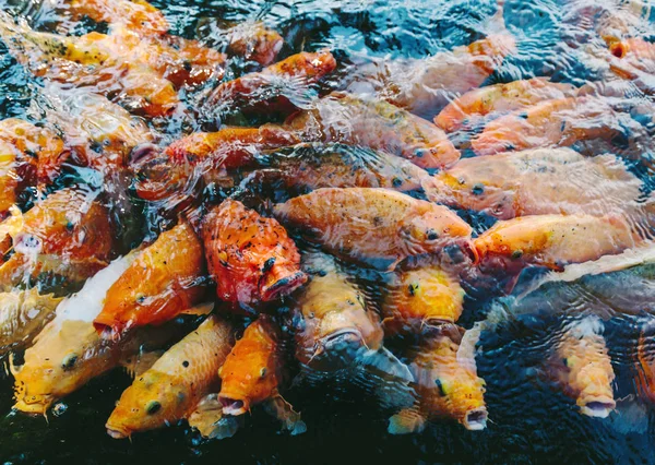 Peixe Bonito Com Fome Lagoa — Fotografia de Stock