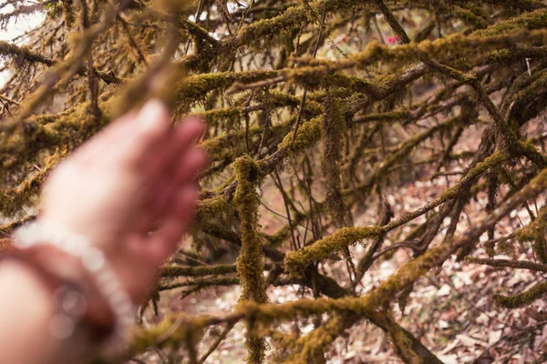 Female hand in mystery forest touching moss branch tree