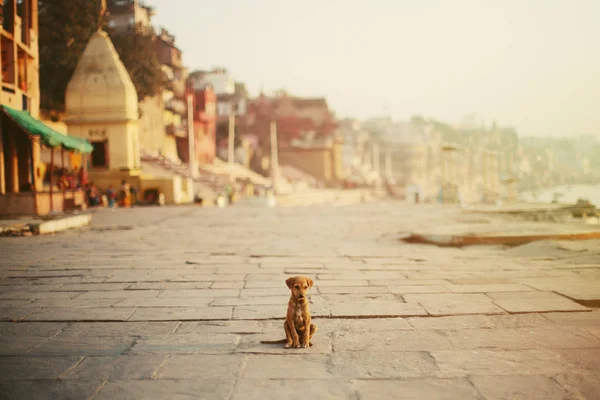 Perrito Sentado Solo Calle Varanasi India —  Fotos de Stock