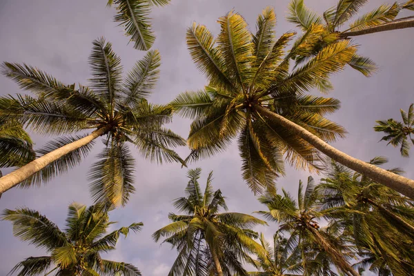 Tropische Palmen Himmel — Stockfoto