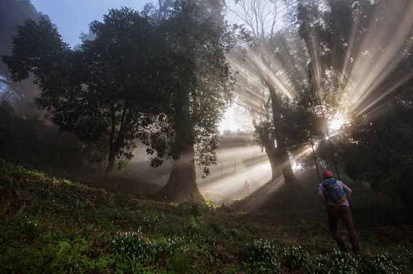 Travelers walking in fog forest