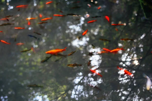 Peces Anaranjados Rojos Lago Cielo Árboles Reflejo Agua — Foto de Stock