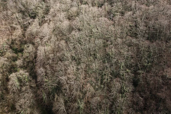 木制背斜的森林景观空中景观 — 图库照片