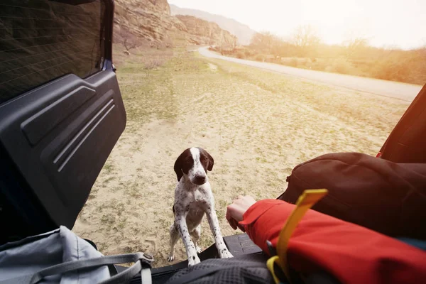 Собака Подъезжает Багажнику Автомобильный Отдых — стоковое фото