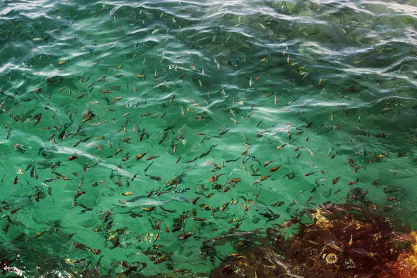 Pequenos Peixes Água Mar Clara — Fotografia de Stock