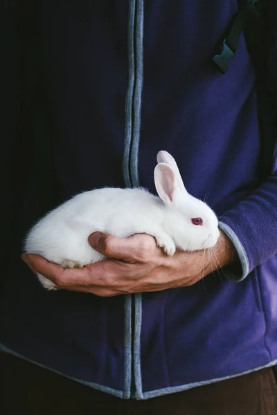 Man keeping white rabbit, hands close up