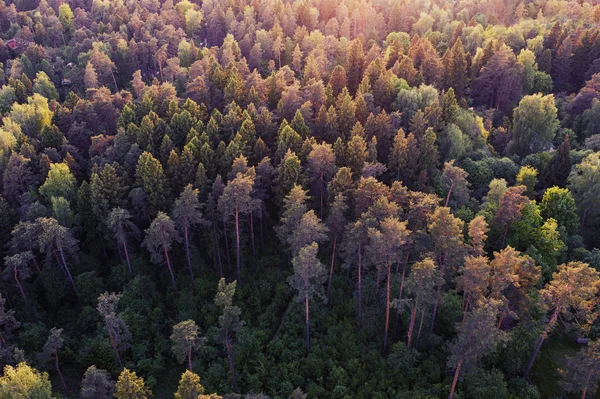 Соснові Дерева Лісовий Дрон Вид Повітря — стокове фото