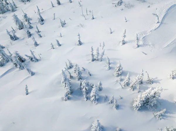 Alberi Natale Abete Rosso Montagna Inverno Sotto Neve Vista Aerea — Foto Stock