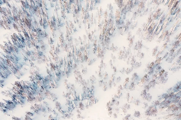 Paysage Hiver Vue Aérienne Forêt Pins Enneigée — Photo