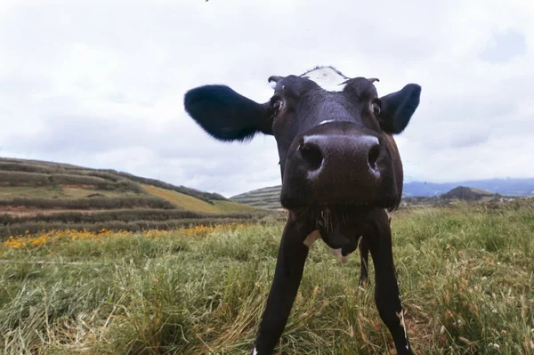 野外で面白い牛 — ストック写真