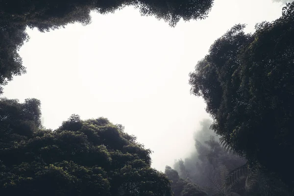 Brouillard Dans Forêt Tropicale Ciel Paysage Forêt Tropicale Atmosphère Brumeuse — Photo