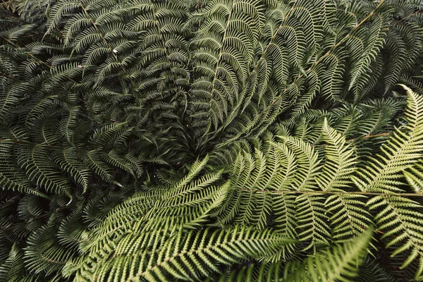 Green Fern Leaves Background — Stock Photo, Image