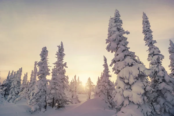 Puesta Sol Sobre Bosques Pinos Cubiertos Nieve Congelados Día Frío —  Fotos de Stock