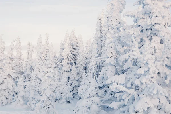 Frozen Neve Cowered Pini Foresta Sfondo Freddo Giorno Inverno — Foto Stock