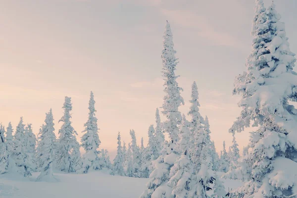 Puesta Sol Sobre Bosques Pinos Cubiertos Nieve Congelados Día Frío —  Fotos de Stock