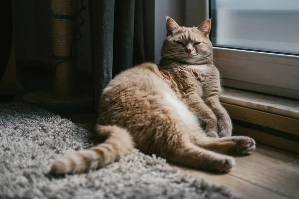 赤い猫の席と窓の近くの家で寝て — ストック写真