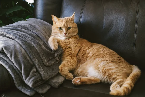 Kırmızı Kedi Evde Oturuyor Deri Koltukta Uyuyor — Stok fotoğraf