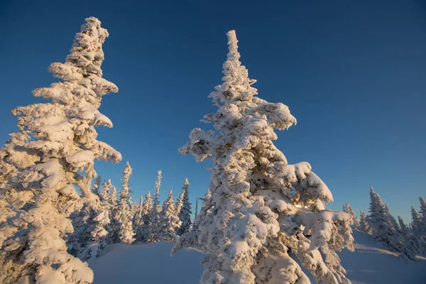 Bosque Abeto Congelado Árboles Navidad Soleado Día Invierno —  Fotos de Stock
