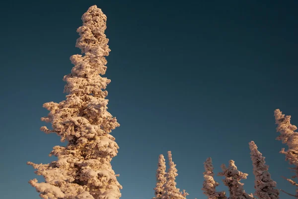 Góra Mrożonych Świerków Choinki Zachód Słońca Niebieskim Tle Nieba — Zdjęcie stockowe