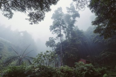 Portekiz, Azores adasındaki orman ormanında güzel bir sis var.