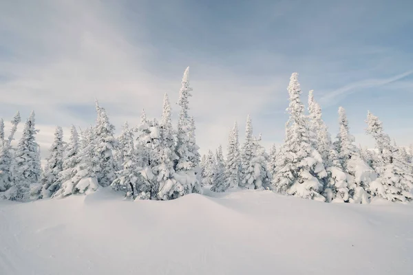 Bosque Pinos Cubiertos Nieve Día Invierno Blanco Frío —  Fotos de Stock