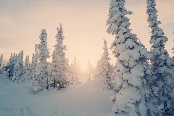 Puesta Sol Sobre Bosques Pinos Cubiertos Nieve Congelados Día Frío —  Fotos de Stock