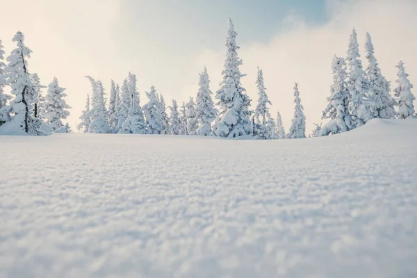 Polvo Nieve Fresco Cerca Bosque Pinos Cubiertos Nieve Día Invierno —  Fotos de Stock