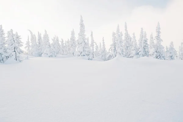 Bellissimo Paesaggio Invernale Con Alberi Innevati Neve Polvere Come Sfondo — Foto Stock