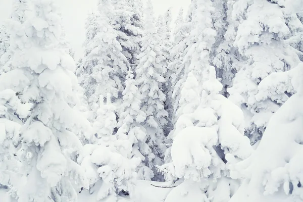 Piękna Zima Śnieg Pokryte Świerki Drzew — Zdjęcie stockowe