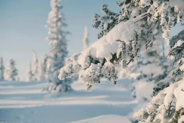 Hermoso Paisaje Invierno Con Árboles Cubiertos Nieve Polvo Nieve Como —  Fotos de Stock