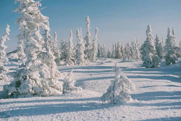 Hermoso Paisaje Invierno Con Árboles Cubiertos Nieve Polvo Nieve Como —  Fotos de Stock