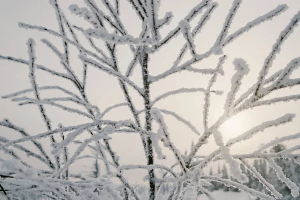 Mróz Śnieżne Gałęzie Tle Zimowego Zachodu Słońca — Zdjęcie stockowe