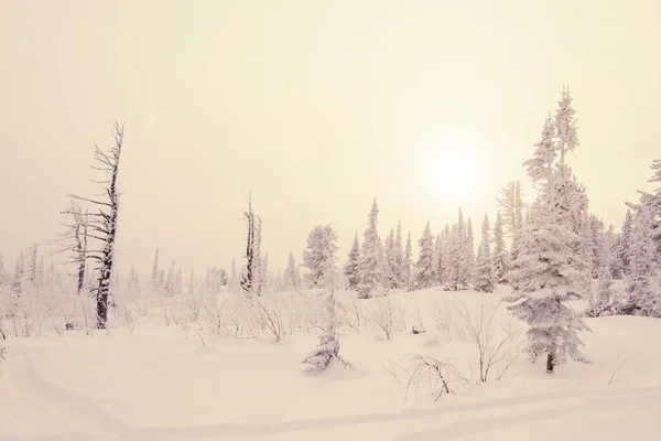 Hermoso Paisaje Invierno Con Árboles Cubiertos Nieve Atardecer —  Fotos de Stock