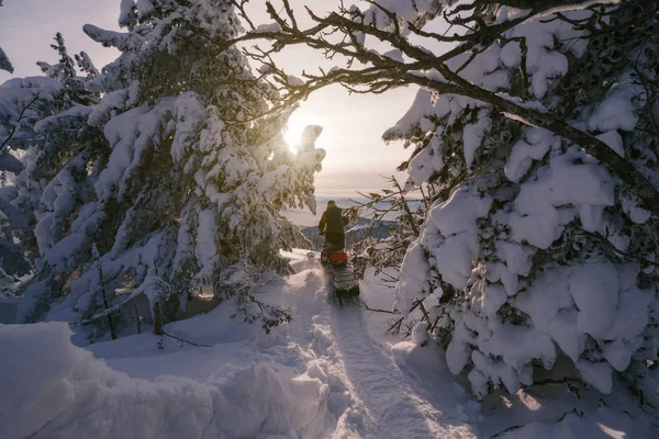 男子驾驶雪地摩托 冬季阳光明媚 山景秀丽 雪地覆盖冷杉林 — 图库照片